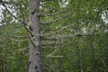 Hanging moss on trees Royalty Free Stock Photo